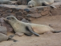seals-50