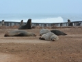 seals-59