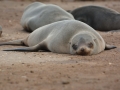 seals-60