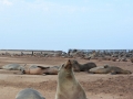 seals-74