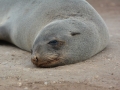 seals-93