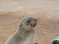 seals-94