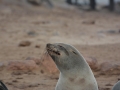 seals-98
