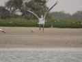 senegal-36
