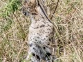 Serval-11
