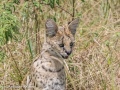 Serval-16