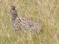 Serval-4