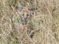 Serval-8