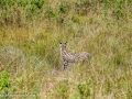 Serval1
