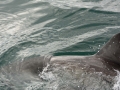 shark-10