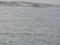 shark-13