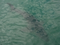 shark-17