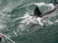 shark-18