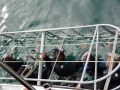 shark-24