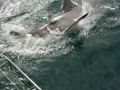 shark-29