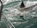 shark-30