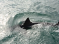 shark-32