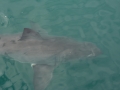 shark-40