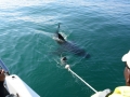 shark-50