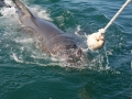 shark-57