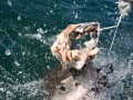 shark-62