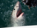 shark-65
