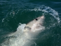 shark-66