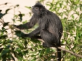 silver leaf monkey (1 of 36)