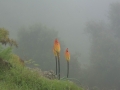 Simien-140