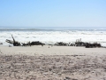 Skeleton Coast-41