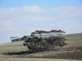 south-31
