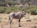 Besia-Oryx-2