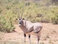 Besia-Oryx