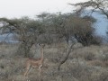 Gerenuk-2