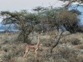 Gerenuk-3