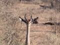 Gerenuk-4