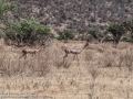 Gerenuk-5