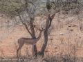 Gerenuk1-2