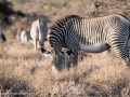 Grevys-Zebra-2