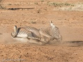 Grevys-Zebra-23