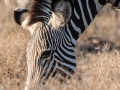 Grevys-Zebra-3