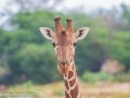 Ret-Giraffe-11