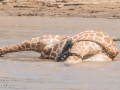 Ret-Giraffe-12