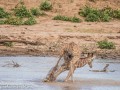 Ret-Giraffe-20