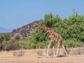Ret-Giraffe-25