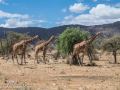 Ret-Giraffe-31