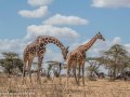 Ret-Giraffe-35