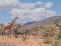 Ret-Giraffe-39