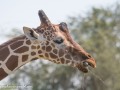 Ret-Giraffe-4