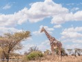 Ret-Giraffe-40